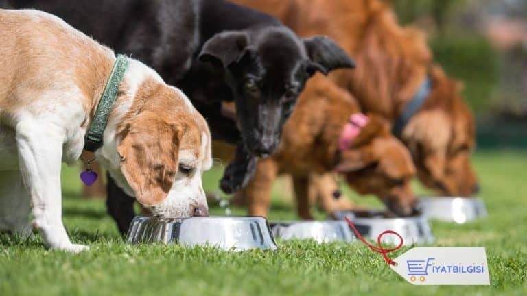 Köpek Maması Fiyatları 2026: Güncel Mama ve Kedi Kumu Ne Kadar?