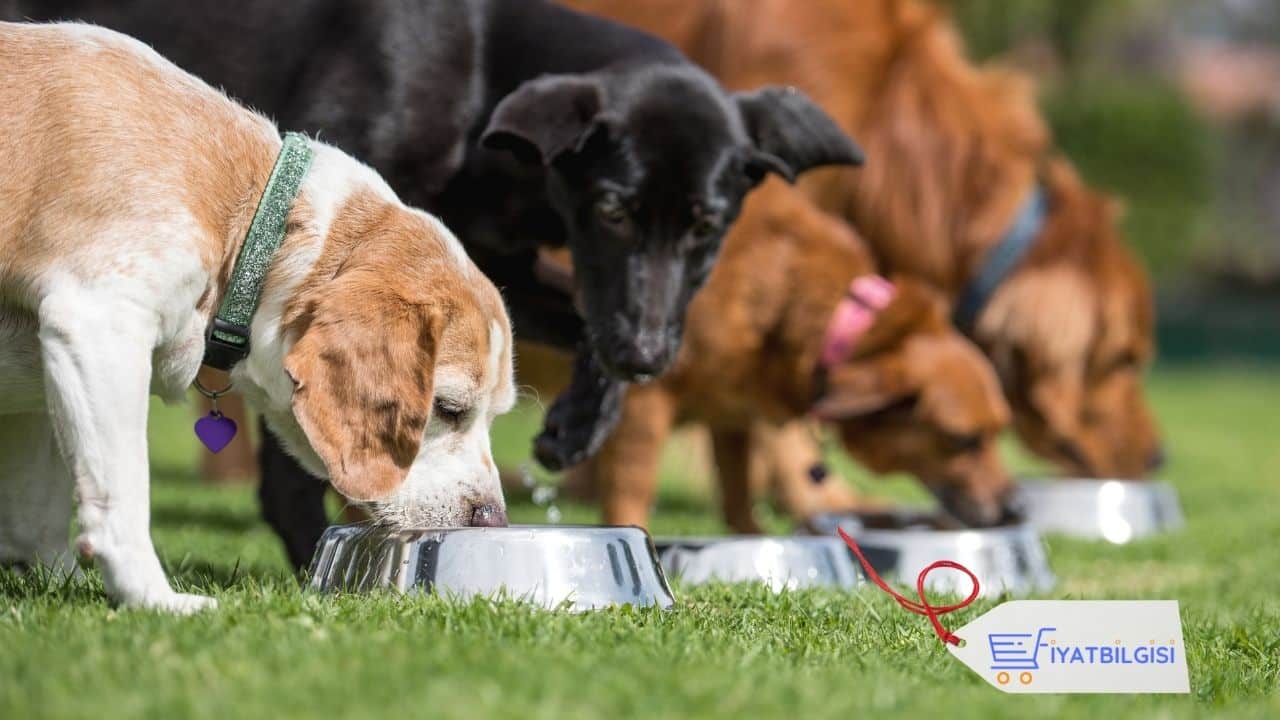 Köpek Maması Fiyatları 2026: Güncel Mama ve Kedi Kumu Ne Kadar?